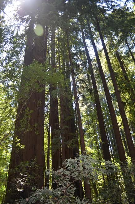 California redwoods, May 2015